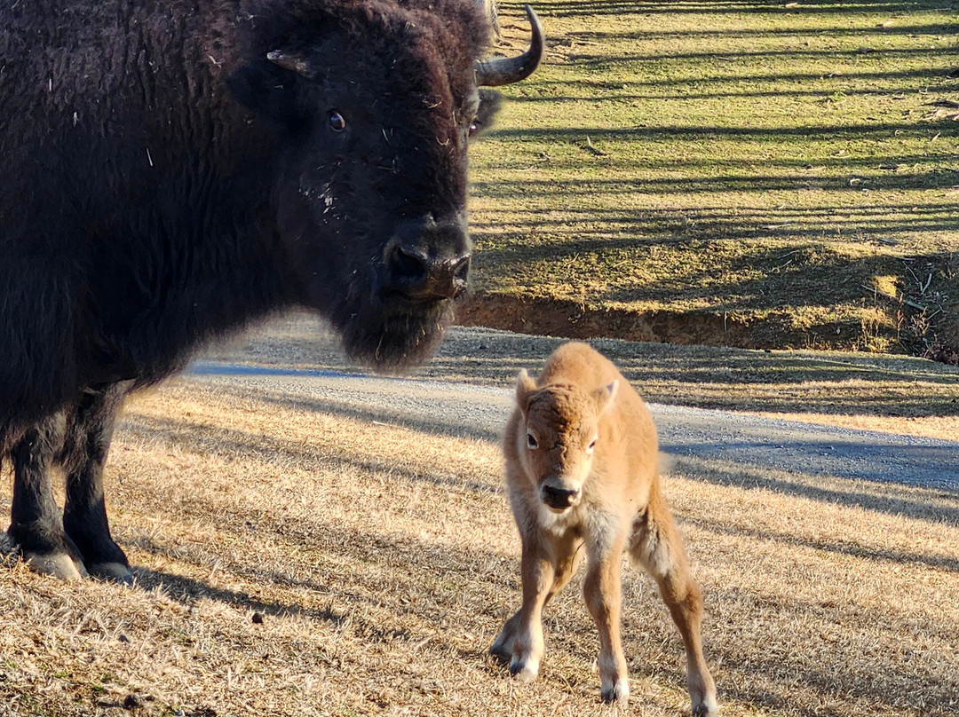 弗吉尼亚游猎公园-天然桥必去景点