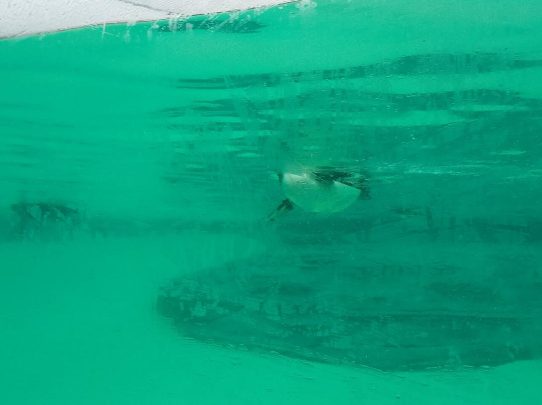 Voel Coaches-Dyserth必去景点