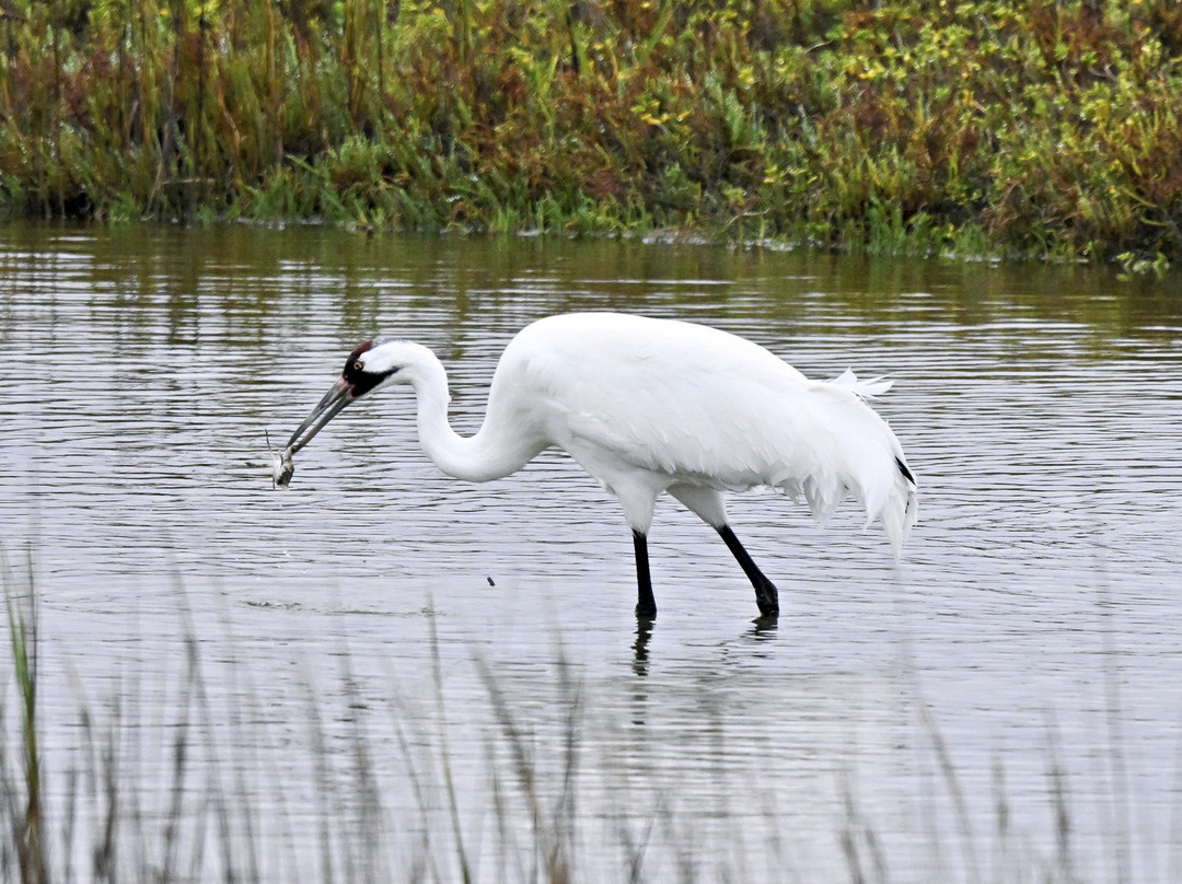 Aransas Bay Birding Charters-罗克波特必去景点
