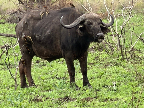 African Journey Safaris-霍德斯普鲁特必去景点