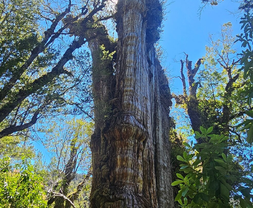 Parque Nacional Alerce Andino-蒙特港必去景点