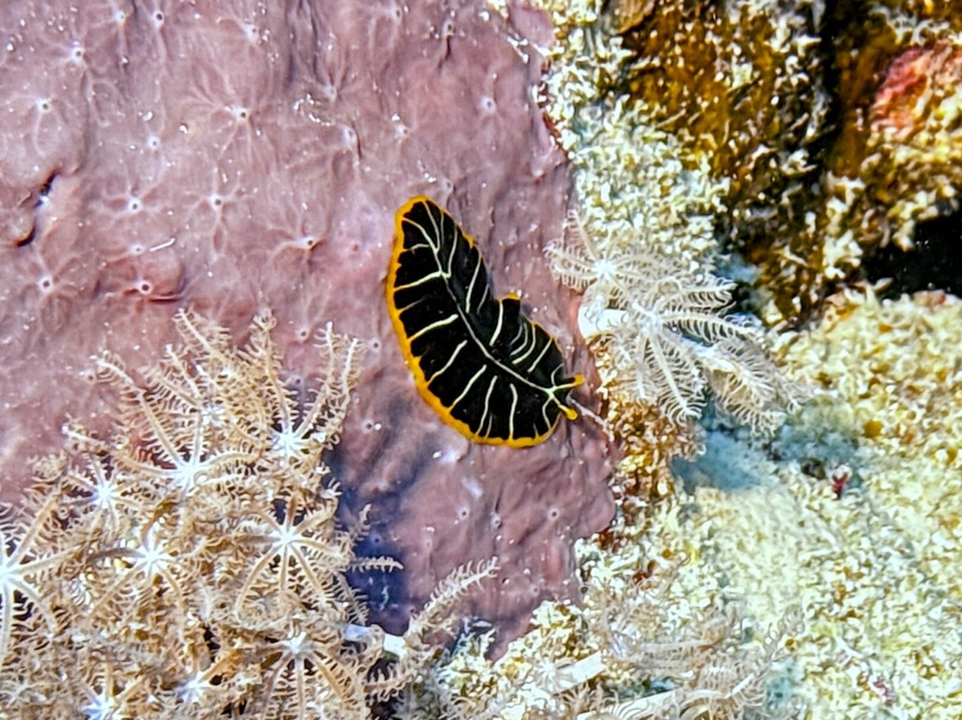 Extra Divers Worldwide El Quseir-艾尔可西利亚必去景点