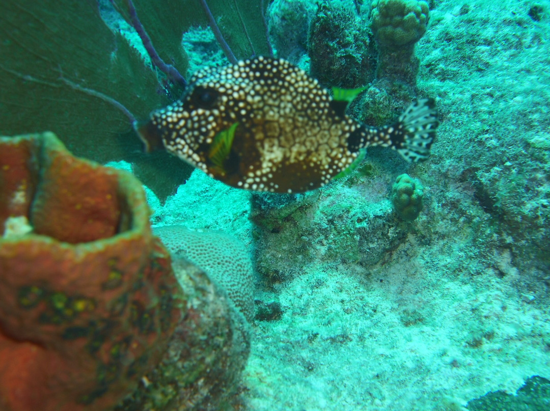 Grand Turk Diving-Cockburn Town必去景点