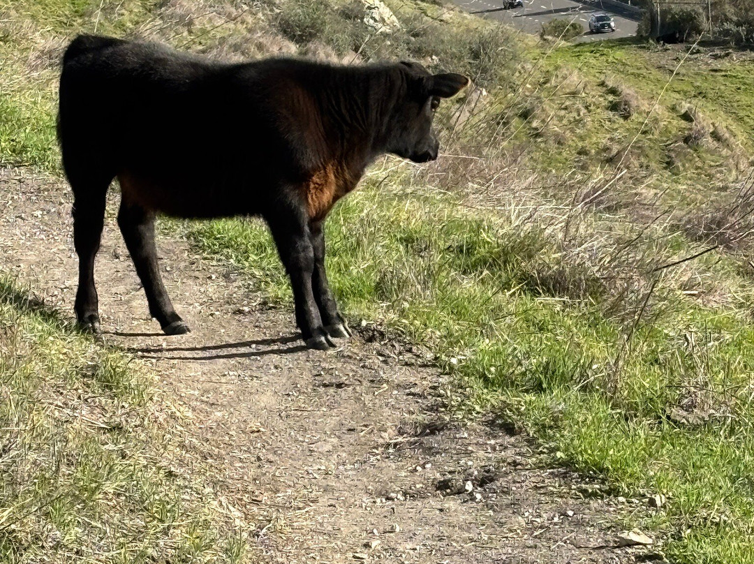 Pismo Preserve-庇斯摩海滩必去景点