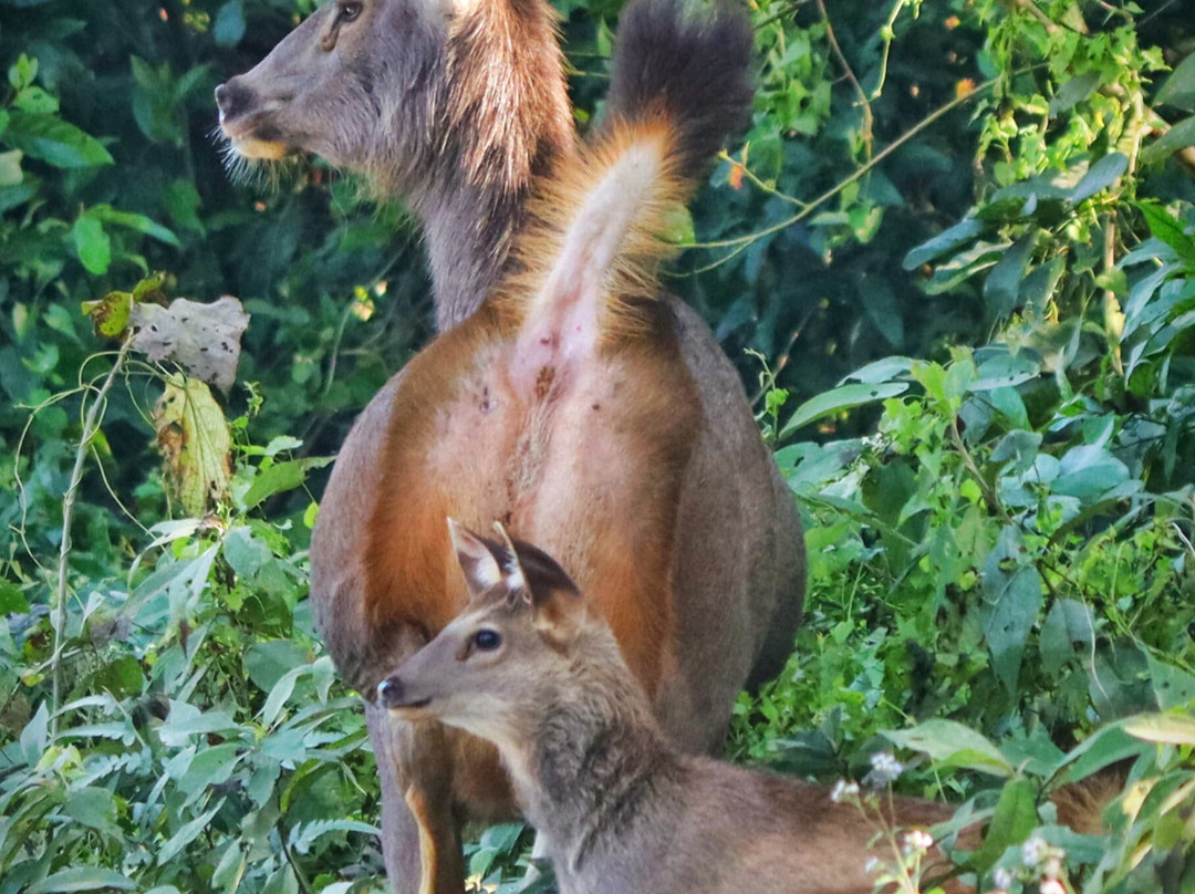The Chitwan Tiger Guide Service And Mini Library-苏拉哈必去景点
