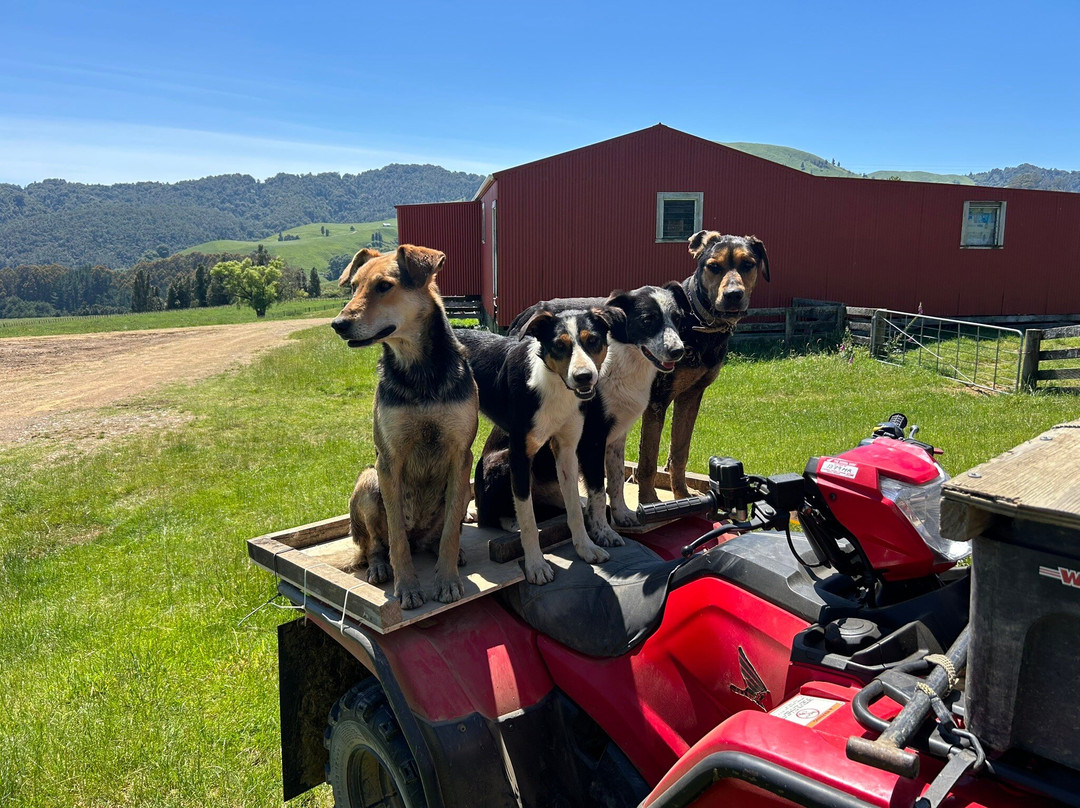 Real  Native  -  Walking Retreat-Te Awamutu必去景点