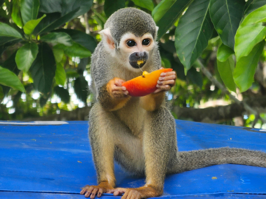 Amazon Travel Expedition explorer-伊基托斯必去景点