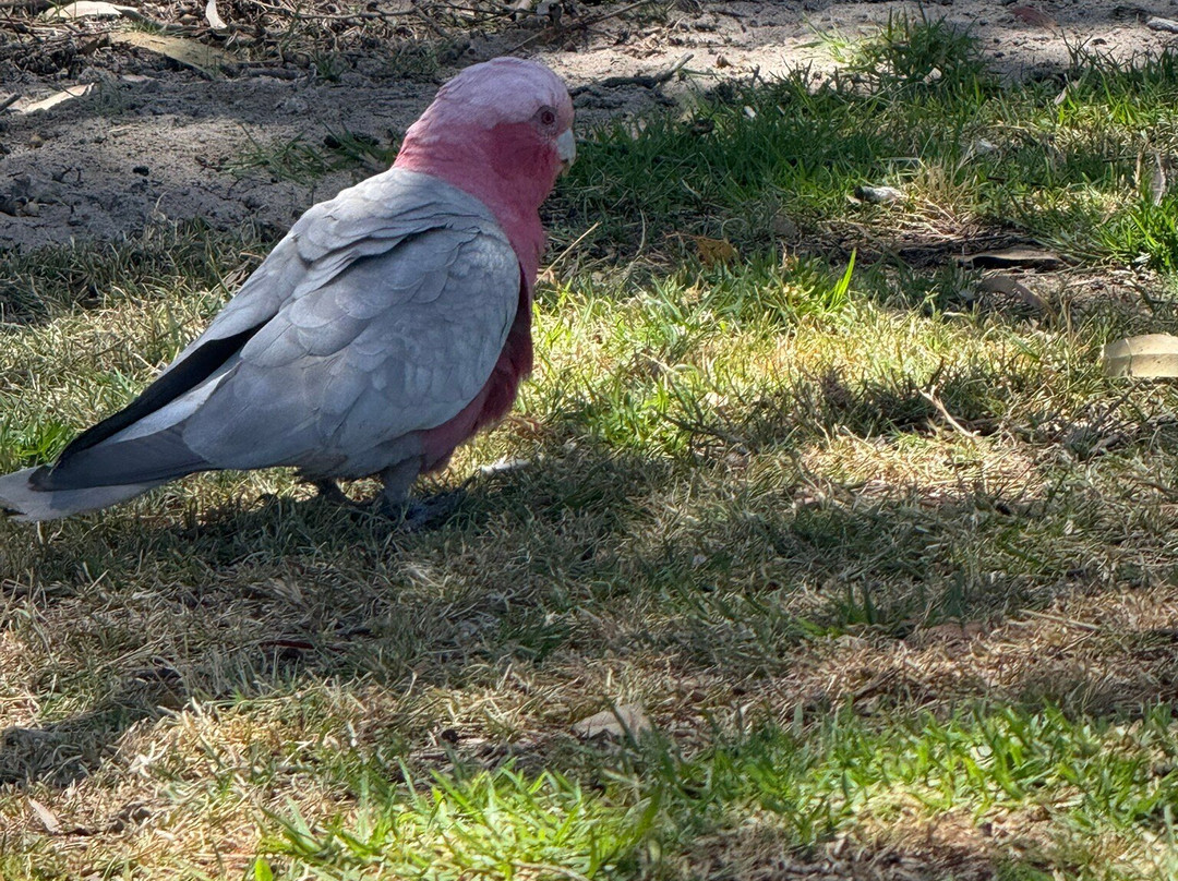 Neil Hawkins Park-Joondalup必去景点