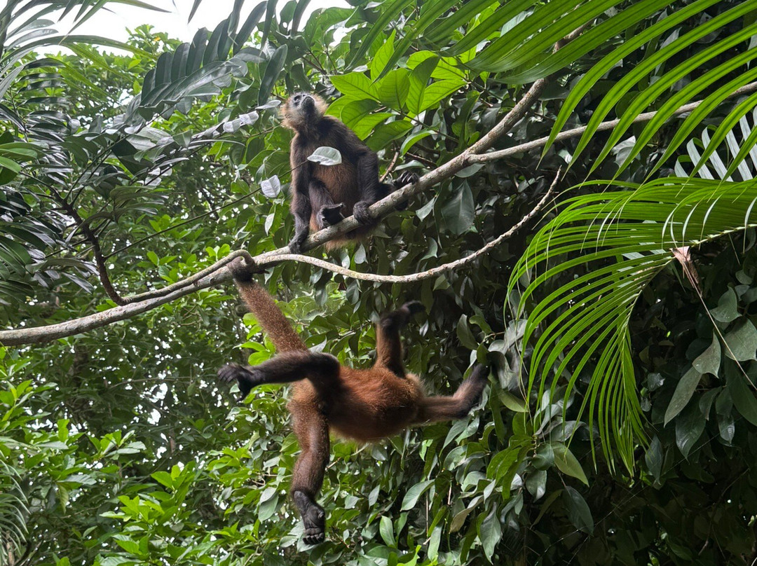 Aracari Garden Hostel主图