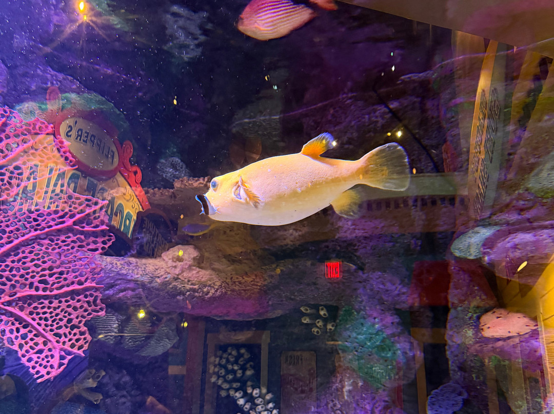 Aquarium At The Boardwalk-布兰森必去景点