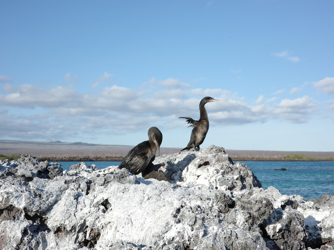 Rolf Wittmer & Tip Top Travel - Galapagos Cruises-阿约拉港必去景点