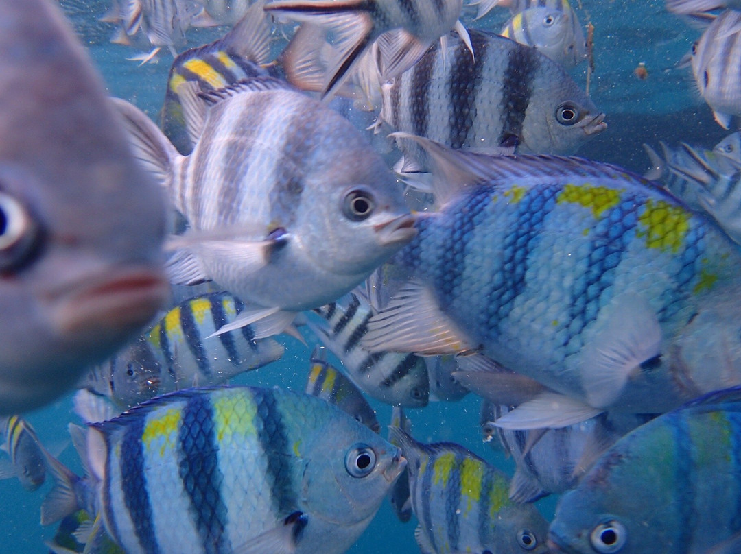 GoSmart Zanzibar Tours & Safari-Kiembi Samaki必去景点