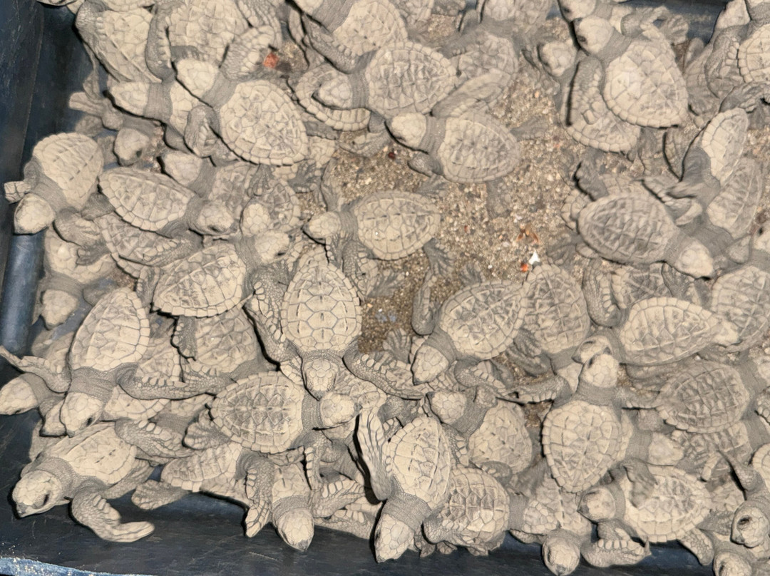 Save The Turtles Playa Venao-维纳欧海滩必去景点