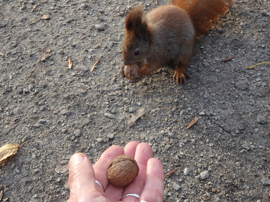 Park Miejski W Skierniewicach