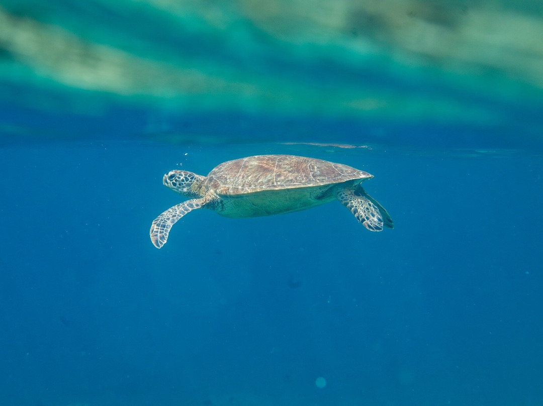 摩尔波尔T微风海滨度假村主图