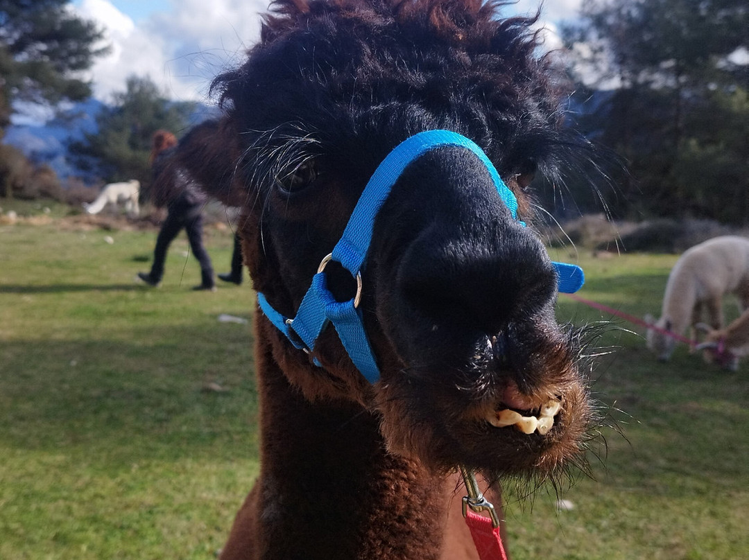 Merolla Berguedà-Berga必去景点