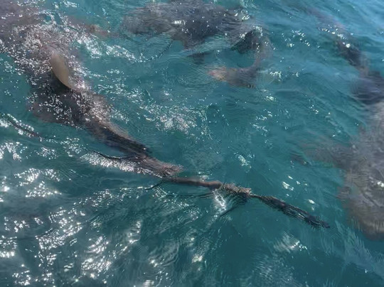 Barco Em Noronha-费尔南多-迪诺罗尼亚群岛必去景点