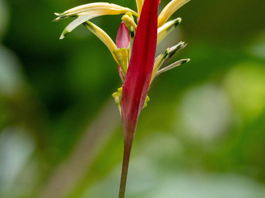 Hawaii Photo Retreat Day Tours-火山必去景点