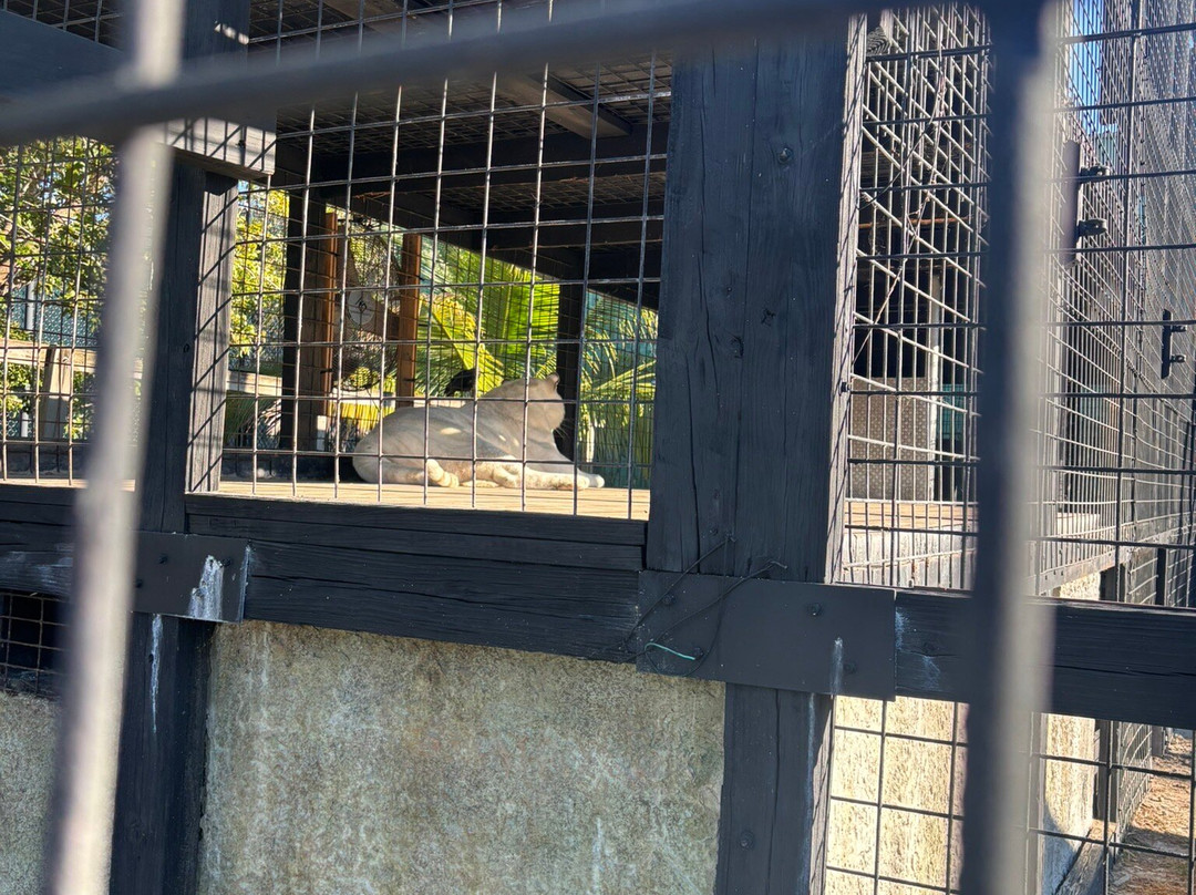 Captain Jack's Airboat Tours-大沼泽地必去景点