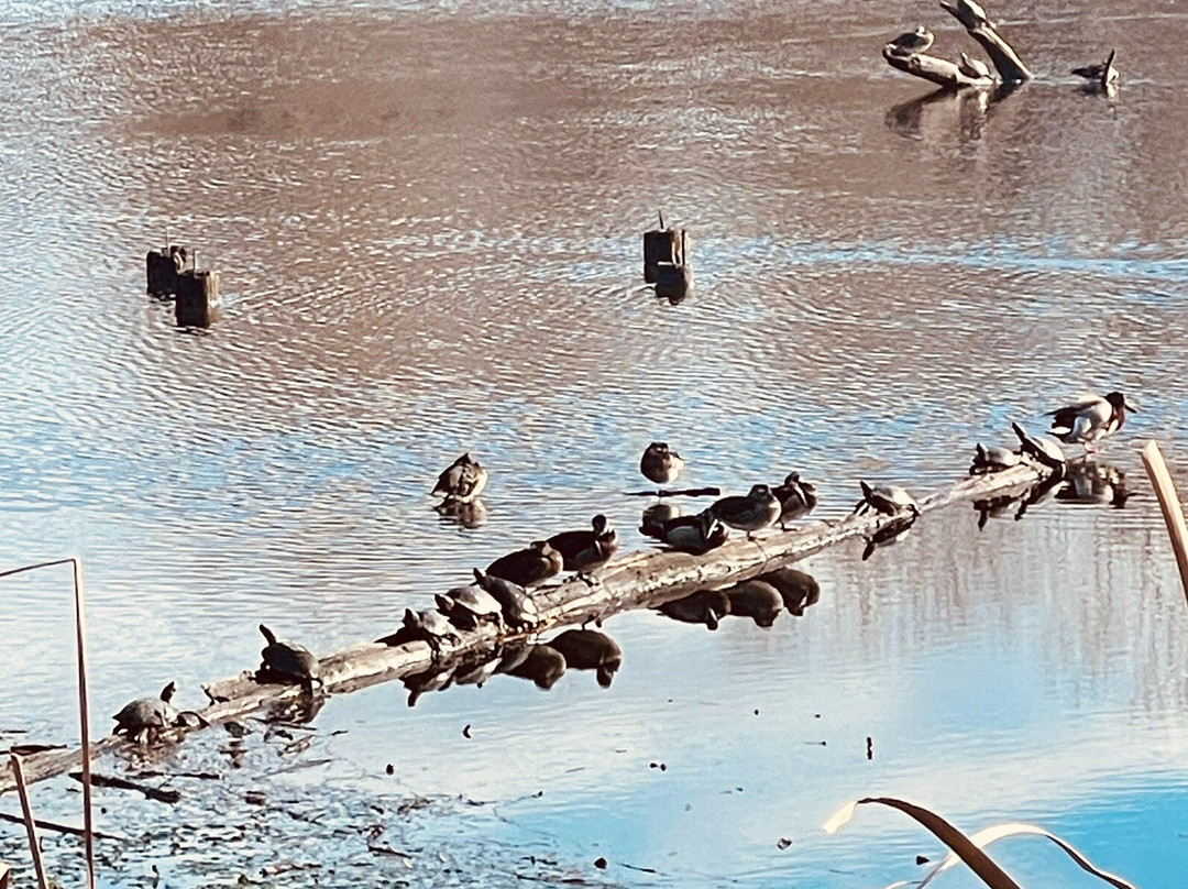 Juanita Bay Park-柯克兰必去景点