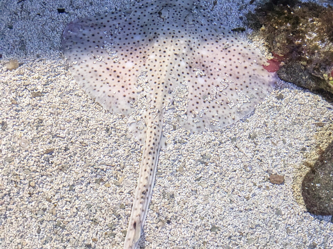 Aqua Show-Audierne必去景点