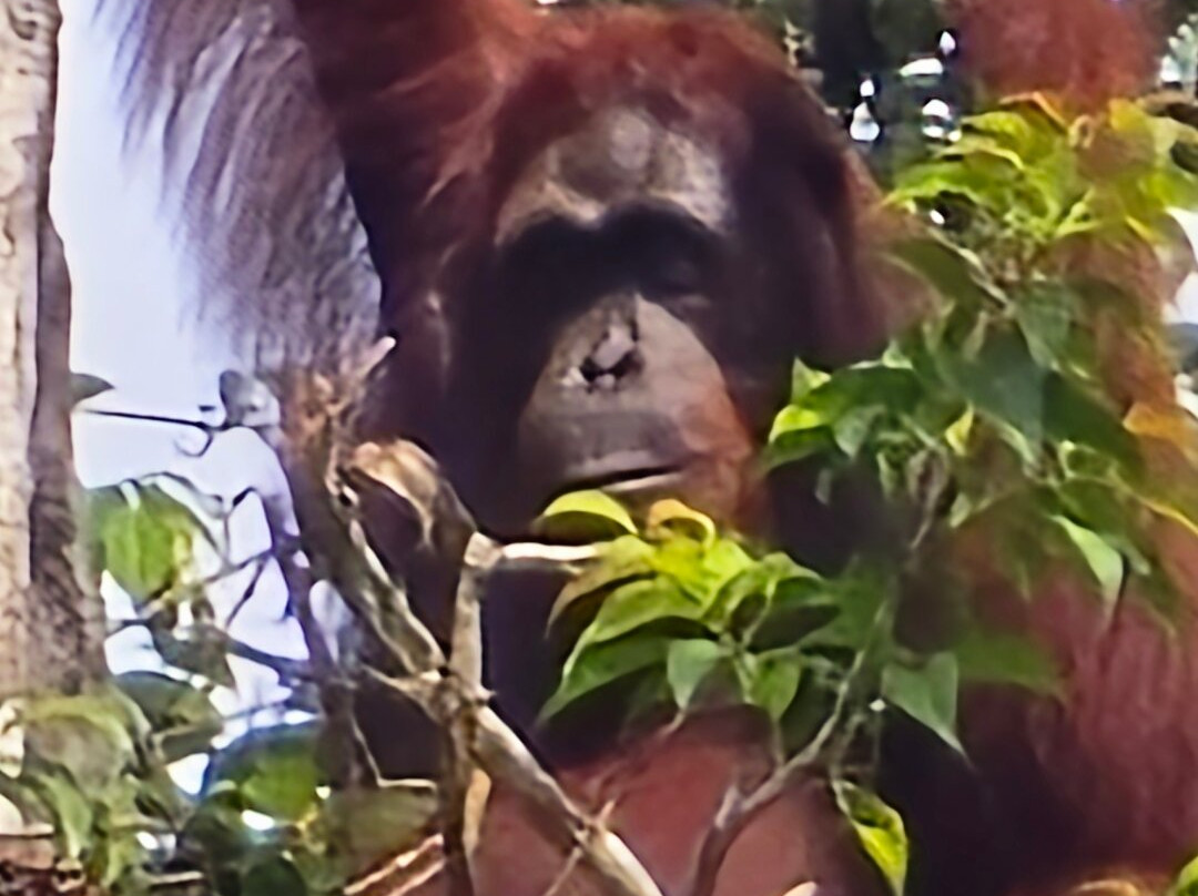 Tanjung Puting Borneo Tour-Pangkalan Bun必去景点