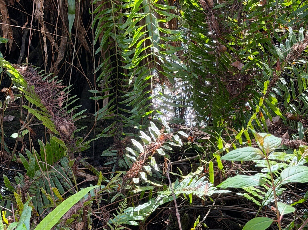 螺旋沼泽鸟兽禁猎区-那不勒斯必去景点
