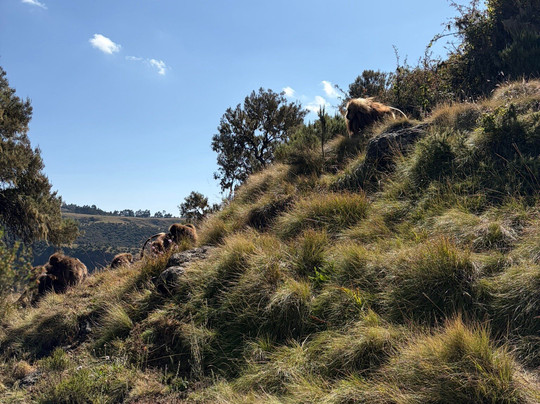 Ras Dejen Ethiopia Trekking-贡德尔必去景点
