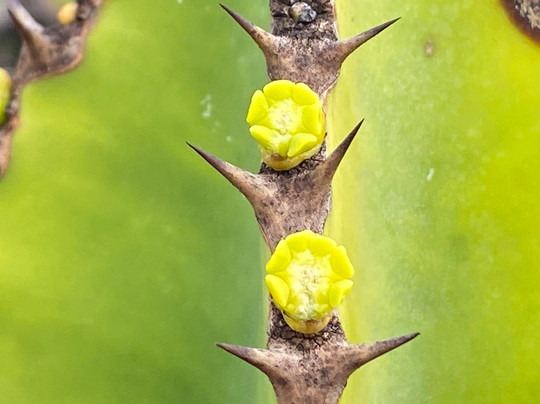 Museo del Queso Majorero-Antigua必去景点