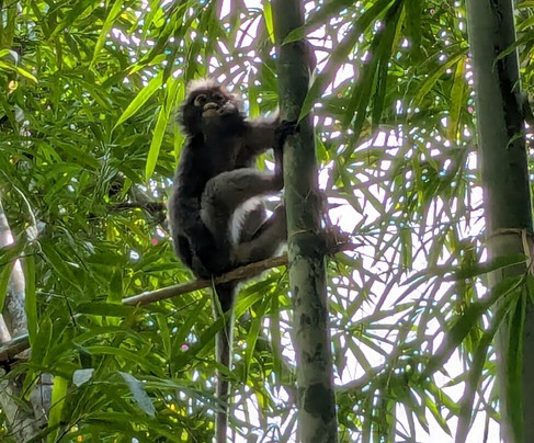 Khao Sok Travel-万打坤必去景点