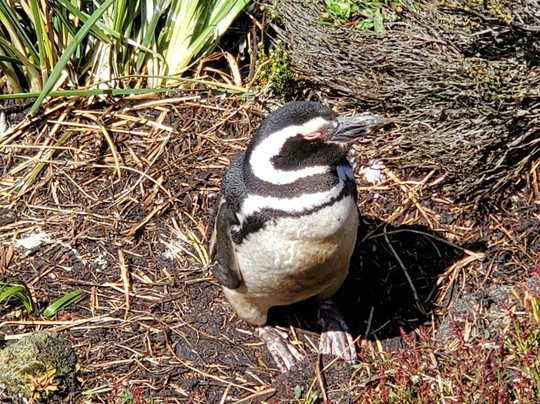 Gypsy Cove-Stanley必去景点