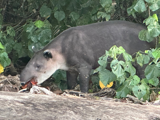 Costa Rica Wild Expeditions-希门尼斯港必去景点