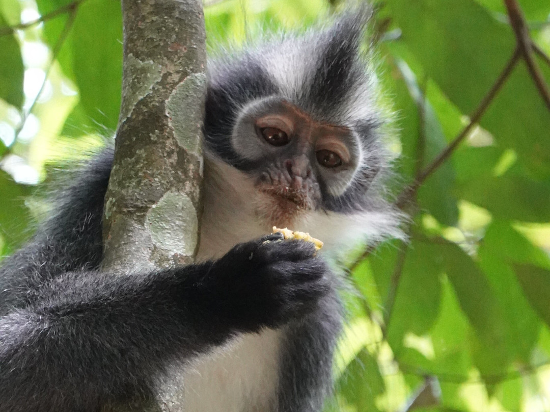 Sumatra Orang Utan Treks-武吉拉旺必去景点