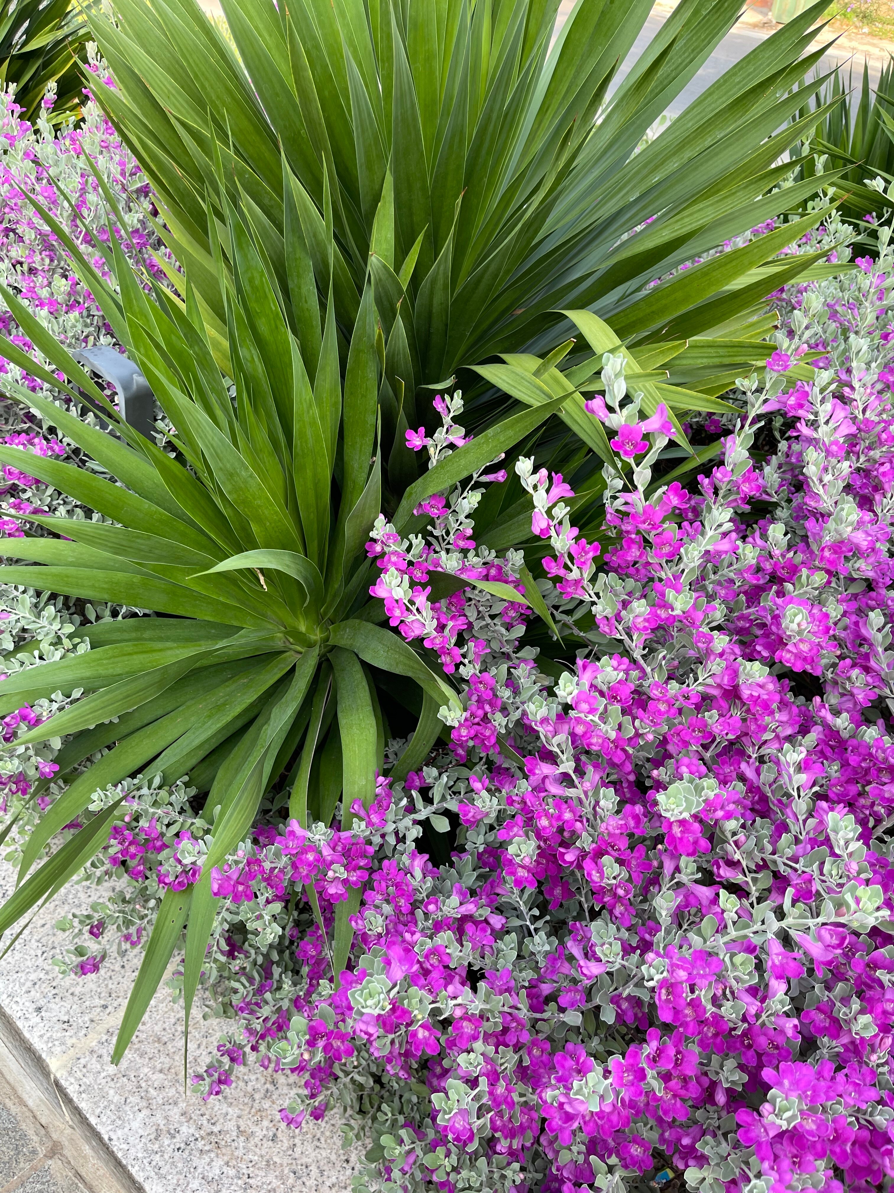 Radisson Resort Phan Thiet-官方