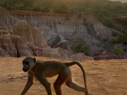 Live Kenya Con Prezzemolo-瓦塔木必去景点