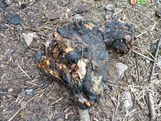 Alpaca Sanctuary-Pontardawe必去景点