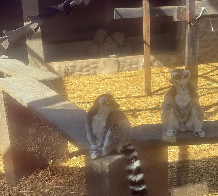 Monkey Park-洛斯克里斯蒂亚诺斯必去景点