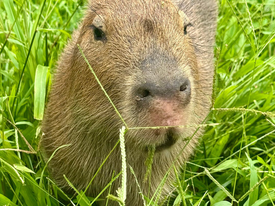 Cuyabeno Dolphin Lodge-Cuyabeno Wildlife Reserve必去景点