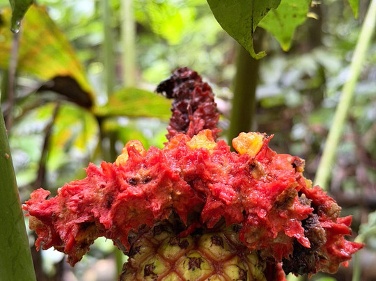 Pajaritos Agami Lodge-Loreto必去景点