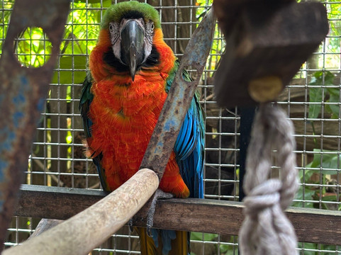Nancy Forrester's Secret Garden-基韦斯特必去景点