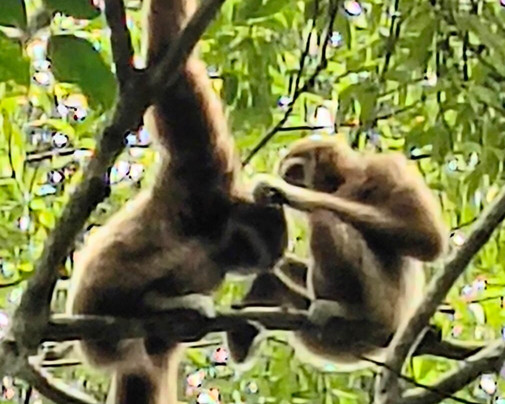 Sumatra Orangutan Explore-武吉拉旺必去景点