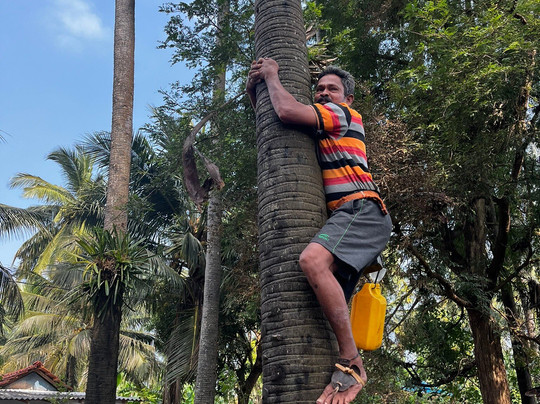 Thinnai Organic Farm主图