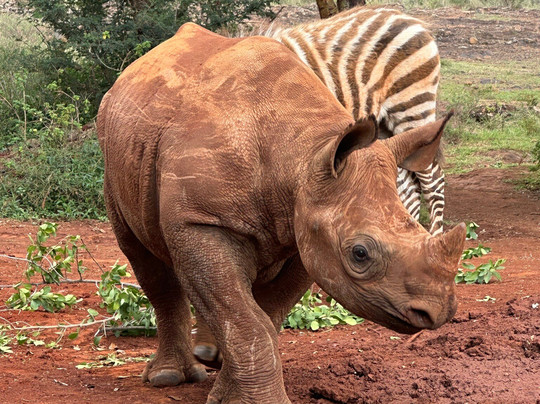 Shadows of Africa-阿鲁沙必去景点