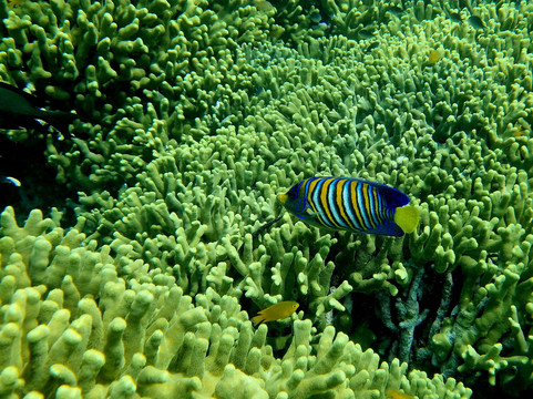 Menjangan Trip Snorkeling & Diving-Pejarakan必去景点