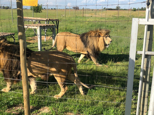 Zanchieta Wildlife Rescue Centre & Lodge-布隆方丹必去景点