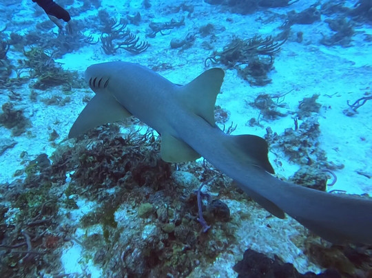 Scuba Life Cozumel-San Miguel de Cozumel必去景点