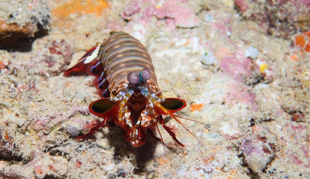 OK Maldives-马累必去景点
