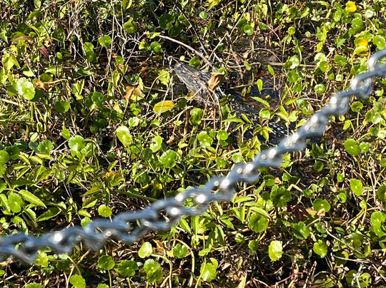 Tom and Jerry's Airboat Tours-Lake Panasoffkee必去景点