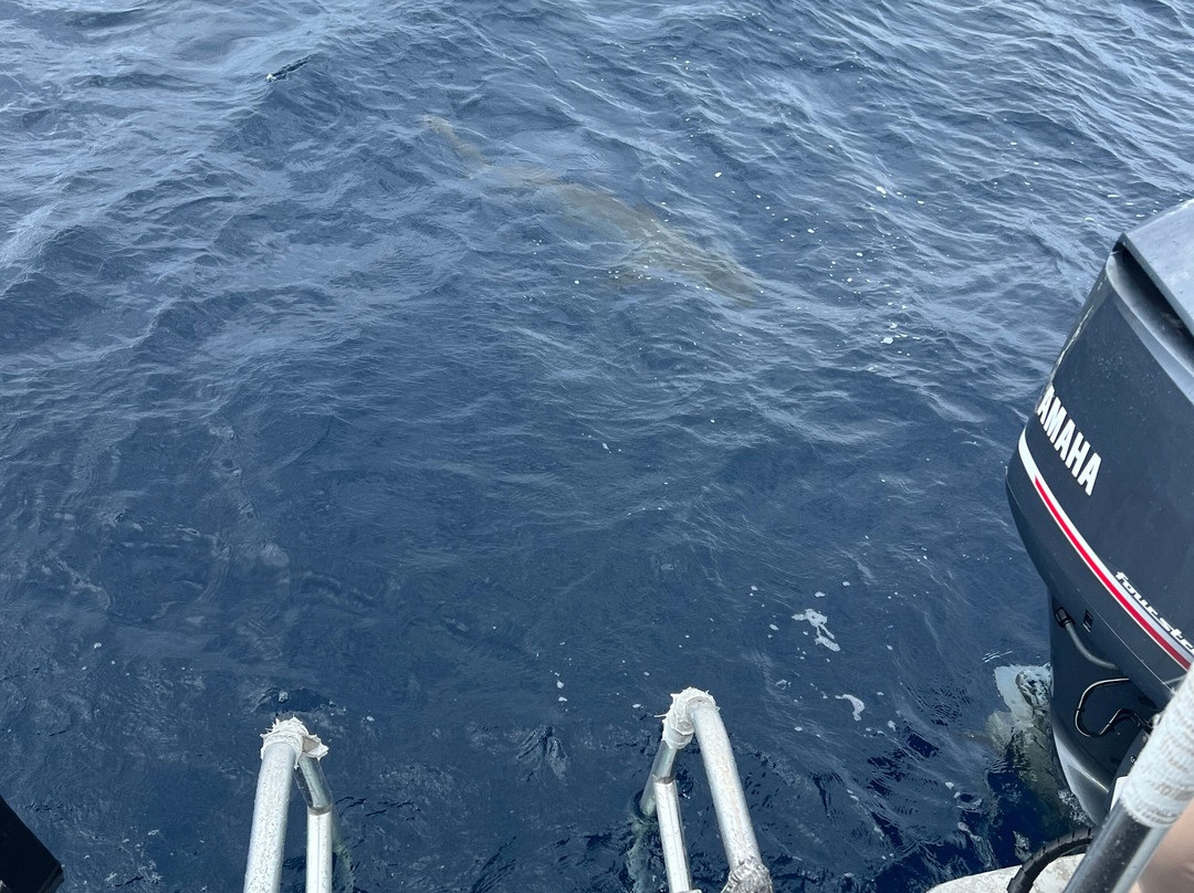 Stuart Cove's-拿骚必去景点