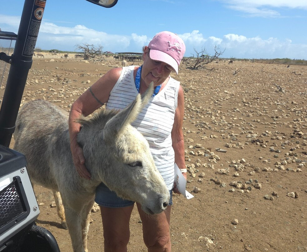 Donkey Sanctuary Bonaire-博奈尔岛必去景点